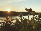 Sunshine Mist